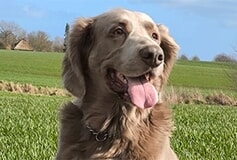 Bildergallerie HUNDESCHULE WAIDSICHT Kappeln