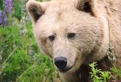 Eigentümer Bilder Tierschutzzentrum Weidefeld Kappeln