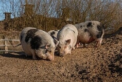 Eigentümer Bilder Tierschutzzentrum Weidefeld Kappeln