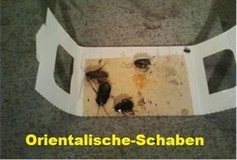 Bildergallerie Schrader Schädlingsbekämpfung Jahrsdorf