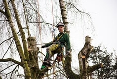 Bildergallerie Doktor Astrein Baumpflege Großenaspe