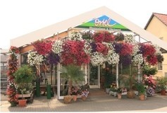 Bildergallerie Blumen-Ortel Neubrandenburg
