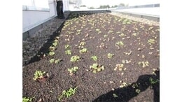 Bildergallerie Dachdeckerbetrieb Nietosdateck Inh. Marko Spitzenberg Friedland