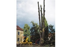 Eigentümer Bilder Baumpflege Seil & Säge Kontrolle-Pflege-Fällung Burg Stargard