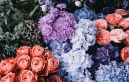 Bildergallerie Schulte Detlef Blumen Plettenberg