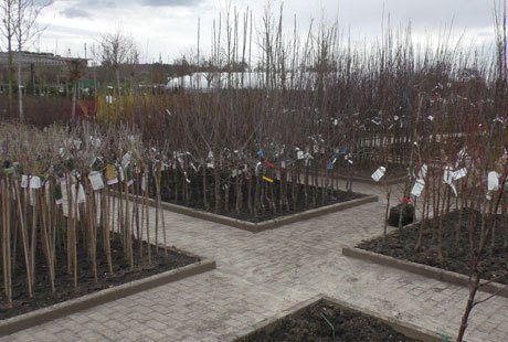 Eigentümer Bilder Baumschule Braun GmbH Ulm