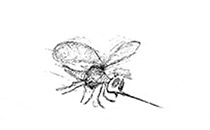Logo Blersch Friedbert e.K. Insektenschutz Laupheim