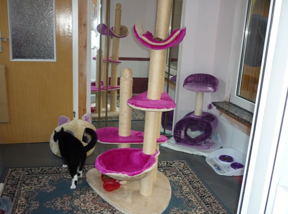 Bildergallerie Tierheilpraxis Rickert Katzenpension Sundhagen