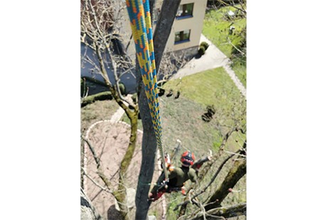 Eigentümer Bilder Baumpflege König Halle (Saale)