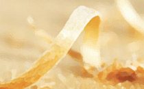 Logo Schimmöller, Atelier Innenausbau Hilter am Teutoburger Wald