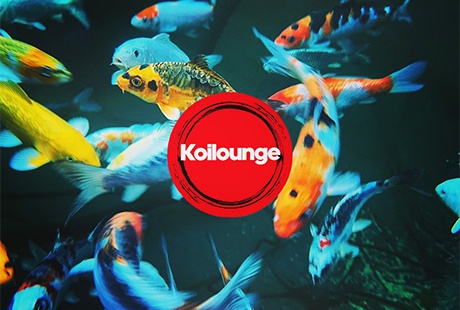 Bildergallerie Koilounge Japankoi Koi Fachhändler Futter Teichservice Wilhelmshaven