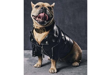 Eigentümer Bilder Amallah Wuff & Spiel Emden Stadt