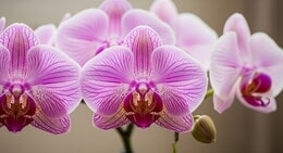 Bildergallerie Blumen Geidies Gartenbau Kassel