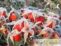 Eigentümer Bilder Zundel Karl GbR Baumschule Vellmar