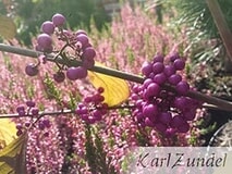 Eigentümer Bilder Zundel Karl GbR Baumschule Vellmar
