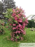 Eigentümer Bilder Zundel Karl GbR Baumschule Vellmar