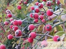 Eigentümer Bilder Zundel Karl GbR Baumschule Vellmar