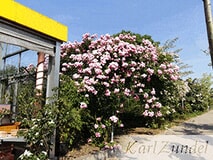 Bildergallerie Zundel Karl GbR Baumschule Vellmar