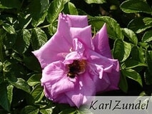 Eigentümer Bilder Zundel Karl GbR Baumschule Vellmar