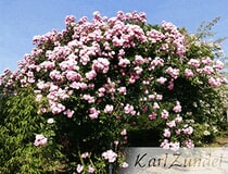 Bildergallerie Zundel Karl GbR Baumschule Vellmar