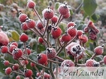 Eigentümer Bilder Zundel Karl GbR Baumschule Vellmar