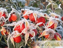 Eigentümer Bilder Zundel Baumschule Rosenkulturen Vellmar