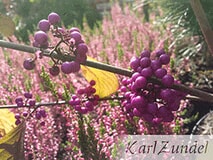 Eigentümer Bilder Zundel Baumschule Rosenkulturen Vellmar
