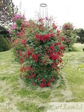 Eigentümer Bilder Zundel Baumschule Rosenkulturen Vellmar