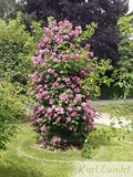 Eigentümer Bilder Zundel Baumschule Rosenkulturen Vellmar
