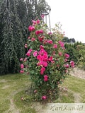Eigentümer Bilder Zundel Baumschule Rosenkulturen Vellmar