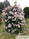 Eigentümer Bilder Zundel Baumschule Rosenkulturen Vellmar