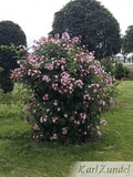 Eigentümer Bilder Zundel Baumschule Rosenkulturen Vellmar