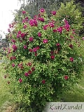 Eigentümer Bilder Zundel Baumschule Rosenkulturen Vellmar