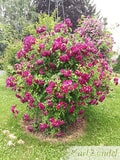 Eigentümer Bilder Zundel Baumschule Rosenkulturen Vellmar