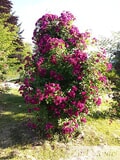 Eigentümer Bilder Zundel Baumschule Rosenkulturen Vellmar