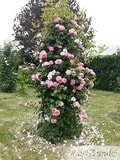 Eigentümer Bilder Zundel Baumschule Rosenkulturen Vellmar
