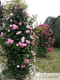 Eigentümer Bilder Zundel Baumschule Rosenkulturen Vellmar