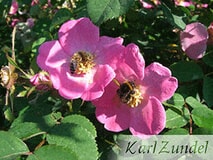 Eigentümer Bilder Zundel Baumschule Rosenkulturen Vellmar