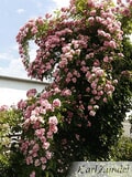 Eigentümer Bilder Zundel Baumschule Rosenkulturen Vellmar