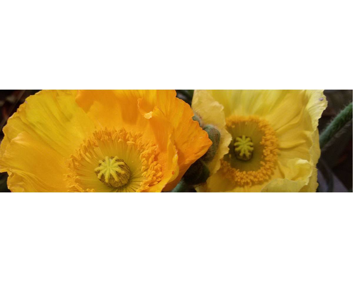 Kundenbild groß 1 Blumenladen Wenzel Fleurop, Hochzeitsfloristik Trauerfloristik