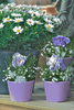Kundenbild klein 3 Eickhoff Blumen