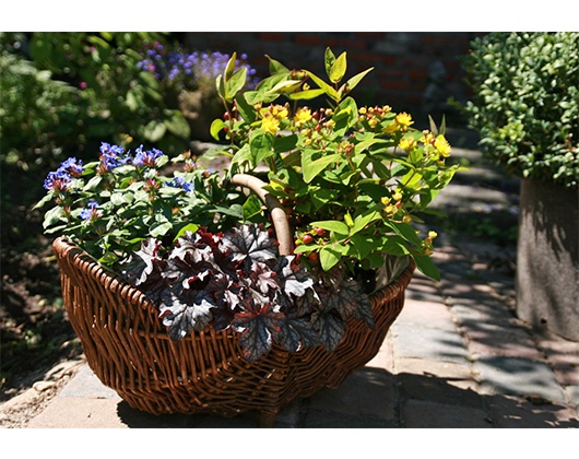 Kundenfoto 10 Jörn Andresen Gartencenter u. Pflanzenhandel KG Baumschule