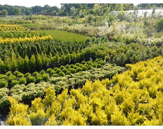 Kundenbild groß 13 Jörn Andresen Gartencenter u. Pflanzenhandel KG Baumschule