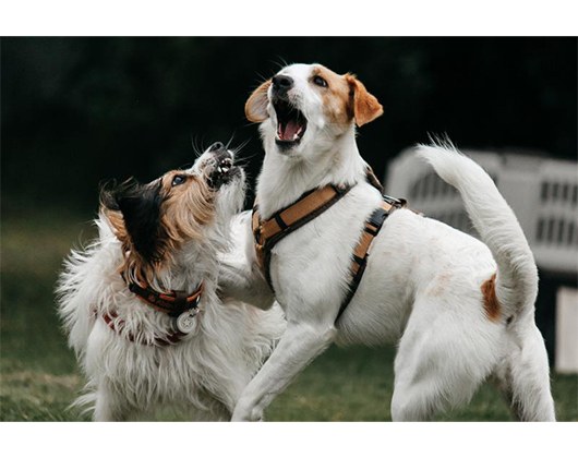 Kundenbild groß 1 2 Freunde - Die einzig(artige) Hundeschule