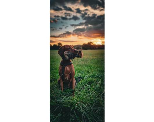 Kundenfoto 2 2 Freunde - Die einzig(artige) Hundeschule