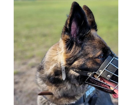 Kundenfoto 4 2 Freunde - Die einzig(artige) Hundeschule