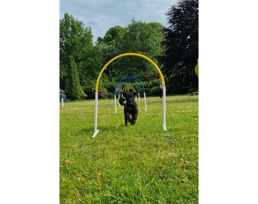 Kundenbild klein 7 2 Freunde - Die einzig(artige) Hundeschule