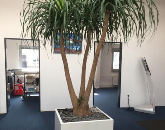 Kundenbild klein 3 Roebers grünidee Raumbegrünung GmbH