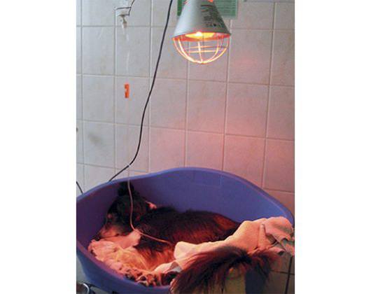 Kundenbild groß 10 Gruber Anita Dr.med.vet. prakt. Tierärztin