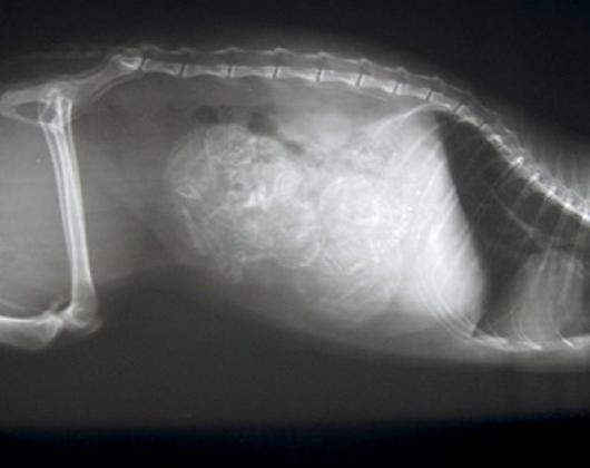 Kundenbild groß 8 Gruber Anita Dr.med.vet. prakt. Tierärztin